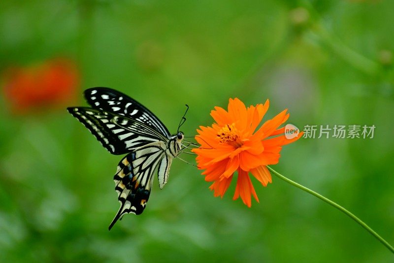 蝴蝶和黄色/橙色的宇宙花